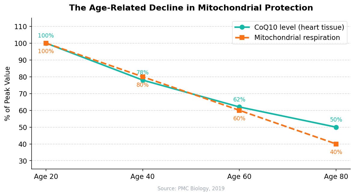 Age-related decline: CoQ10 levels drop from 100% at age 20 to 50% at age 80, while mitochondrial respiration falls 10% per decade